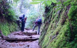 Hutan Gunung Lawu Dirusak Demi Pariwisata, Perhutani Buka Suara