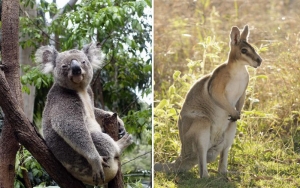 Kebakaran Australia, Koala dan Walabi Terancam Punah