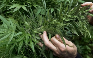 Ditanam di Kawasan Hutan Lindung, Polres Pagar Alam Bongkar Ladang Ganja