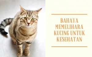 Pada Ibu Hamil Bisa Berakibat Fatal, Ini 8 Bahaya yang Mengancam Ketika Memelihara Kucing