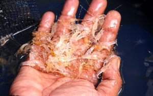 Bea Cukai Hentikan Penyelundupan Benih Lobster Rp 2,5 Miliar ke Singapura