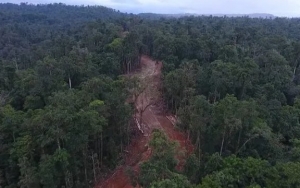 Terancam Investasi Sawit, Kondisi Hutan Papua di Ujung Tanduk?