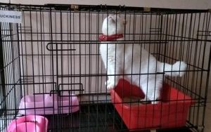 Musim Virus, Pemkot Solo Sarankan Agar Kucing Warga Dikandangkan