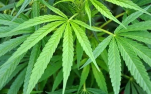 Ganja Disebut Bisa Jadi Obat Asma, BNN: Itu Pendapat Ngawur