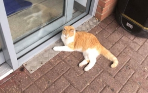 Viral ITS Larang Kucing Keliaran di Area Kampus, Ini Penjelasannya