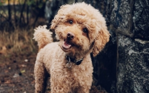 Pertama Terjadi, Seekor Anjing Peliharaan Di Hong Kong Positif Corona