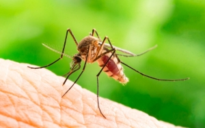 PON XX Digelar di Papua, Pemerintah Siapkan Rp 15 Miliar Antisipasi Malaria