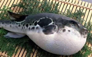 Satu Keluarga di Banyuwangi Tewas Usai Makan Ikan Buntal Hasil Pancingan