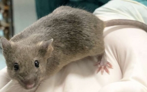Hantavirus Hebohkan Tiongkok di Tengah Wabah Corona, Berikut Gejala Hingga Langkah Pencegahannya