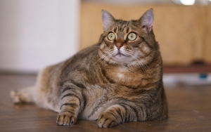 Tak Cuma Manusia, Kucing Peliharaan Juga Bisa Tertular Virus Corona
