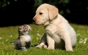 Heboh Kabar Anjing dan Kucing Bisa Tularkan Corona, Kementan Buka Suara