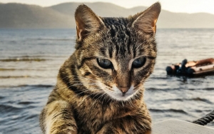 Riset Terbaru Sebut Kucing Bisa Tularkan Virus Corona, Ini Faktanya