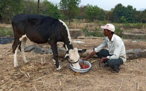 Pandemi Corona Buat Strawberry Tak Laku, Petani India Frustasi Jadikan Makanan Sapi