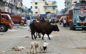 Hewan Liar Turun ke Jalanan India Gara-Gara Lockdown