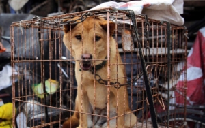 China Keluarkan Draft Larangan Makan Daging Anjing, Begini Kata Pakar