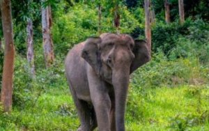 Terpisah dari Kelompoknya, Gajah Malang Ini Dibantai Sadis Oleh Warga di Riau