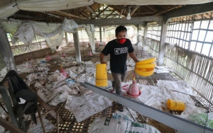 Corona Bikin Harga Anjlok, Peternak Madiun Bagi-bagi Ribuan Ayam Gratis ke Warga