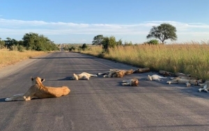 Intip Foto Singa-Singa di Afrika Selatan yang Asyik Rebahan di Jalanan Akibat Efek Lockdown Berikut!