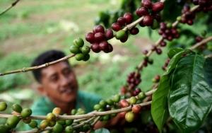 Pandemi COVID-19 Bikin Petani Kopi Untung, Kok Bisa?