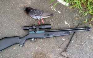 Disangka Burung Bertengger, Bapak Tembak Mati Anaknya di Atas Pohon