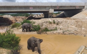 Tol Trans Sumatera Punya Terowongan Khusus, Pengendara Lewat Bisa Lihat Gajah Wara-Wiri