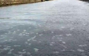 Viral Video Fenomena Ribuan Ubur-Ubur Muncul Di Probolinggo Dianggap Pertanda Buruk, Ini Faktanya