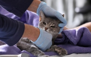 Dua Kucing di New York Jadi Hewan Piaraan Pertama yang Terinfeksi Corona di AS