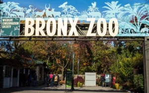 Tak Hanya Harimau, Sejumlah Hewan di Kebun Binatang New York Positif COVID-19