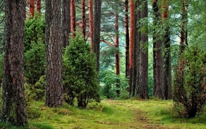 Hampir Setengah Juta Hektare Tutupan Hutan Indonesia Hilang dalam Setahun