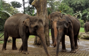 Pandemi COVID-19 Merebak, Kebun Binatang di Indonesia Ikut Ketar-Ketir