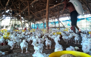 Ratusan Ribu Peternak Ayam Terancam Bangkrut Imbas Corona, 'Teriak' Minta Pemerintah Beri Solusi