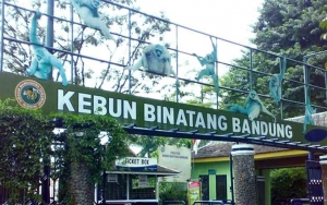 Imbas Pandemi Corona, Kebun Binatang Bandung Berencana Umpankan Rusa ke Harimau