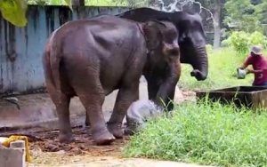 Ratusan Satwa Terancam Kelaparan Imbas Kebun Binatang Ditutup, Ini Kata DPRD Medan