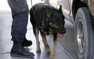 Bukan Sembarang Hewan, Anjing Pelacak Ini Dilatih Buat Deteksi Virus Corona