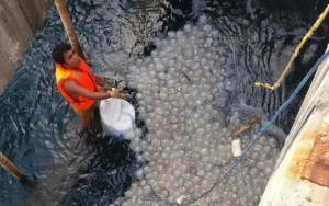 Begini Penjelasan LIPI Soal Serbuan Ubur-ubur di PLTU Paiton