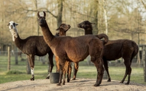 Llama Disebut Bisa Jadi Kunci Untuk Kalahkan Virus Corona, Ini Penjelasannya