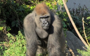 Populasi Global Tinggal 1.000 Ekor, Afrika Lockdown Gorila Gunung Cegah Corona