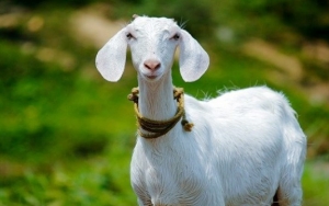 Alat Tes COVID-19 di Tanzania Disebut Abal-Abal Gara-Gara Kambing