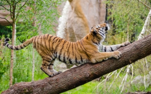 Solo Zoo Tawarkan Hewan-Hewan Untuk Diadopsi Imbas Wabah Corona, Berminat?