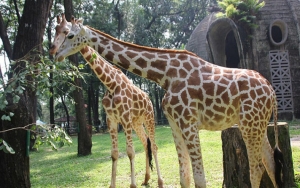 Lindungi Hewan Dari Virus Corona, Ini yang Dilakukan Petugas Kebun Binatang Ragunan