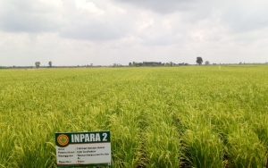 Amankan Stok Beras Jelang Musim Kering, Jokowi Bidik Lahan Sawah di Kalimantan