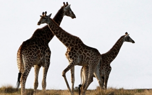 Tetap Berjaya di Tengah Pandemi Corona, Afrika Selatan Tawarkan Wisata Safari Virtual