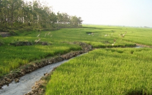 Jokowi Berniat Cetak Sawah Baru Atasi Krisis Pangan, KPA: Jangan Serampangan