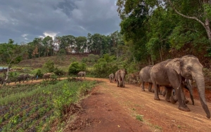 Jadi 'Pengangguran' Gegara COVID-19, Rombongan Gajah Thailand Tempuh 150 Km Mudik ke Kampung Halaman