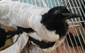 Dokumen Tak Lengkap, Pengiriman 980 Ekor Burung ke Surabaya Berhasil Digagalkan