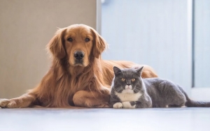 COVID-19 'Serang' Hewan Peliharaan, Kucing dan Anjing Diminta Terapkan Social Distancing