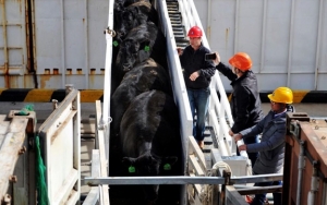 Ancaman Boikot Terbukti, Tiongkok Setop Impor Daging Sapi Australia Usai Kisruh Penyelidikan Corona
