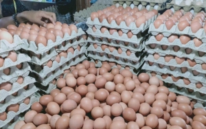 Harga Telur Ayam Di Sumsel 'Babak Belur' Dihajar Wabah Corona, Jadi Berapa?