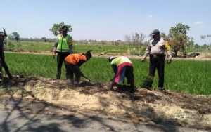 Jebakan Tikus Dialiri Listrik, 6 Petani di Sragen Tewas Kesetrum