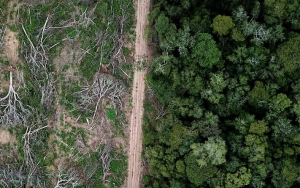Penebangan Hutan di Amazon Semakin Tinggi di Tengah Pandemi Corona
